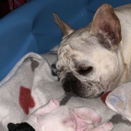 French Bulldog Puppies from Sapphire Skies French Bulldogs