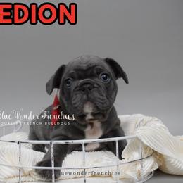 Aedion Ashryver - Blue male French Bulldog puppy in Loxahatchee, Florida from Blue Wonder Frenchies