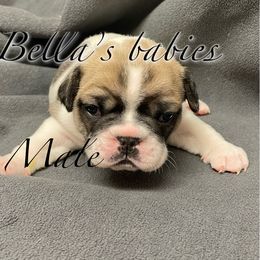 French Bulldog Puppies from Bella’s Babies