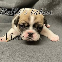 French Bulldog Puppies from Bella’s Babies