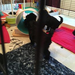 Portuguese Water Dog Puppies from McKnights PWDs