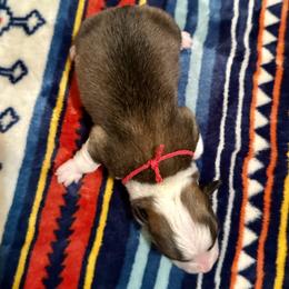 Red Collar Boy Cedar - Sable male Pembroke Welsh Corgi puppy in Paris, Kentucky from Flat Run Corgis