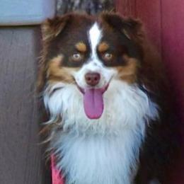 Poncho - Toy Australian Shepherd