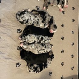 Australian Shepherd Puppies from Criollo Australian Shepherds