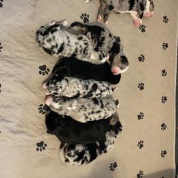 Australian Shepherd Puppies from Criollo Australian Shepherds