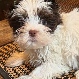 Boy 2 - Chocolate, tan and white male Yorkshire Terrier puppy in Lafayette, Georgia from Berggipfel Yorkies