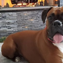 Boxers from MI Belles