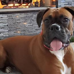 Boxers from MI Belles