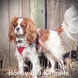 Mr Pickles - Cavalier King Charles Spaniel