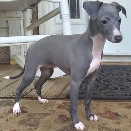 Star Of The Show - Blue female Italian Greyhound puppy in Cadwell, Georgia from All The DoDa Day Italian Greyhounds