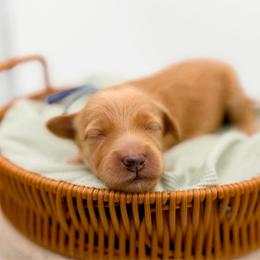 Cider - Apricot male Goldendoodle puppy in North Carolina from Tuxedo Mountain Doodles