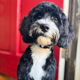 Lola - Australian Labradoodle