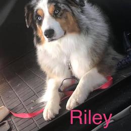 Riley - Australian Shepherd