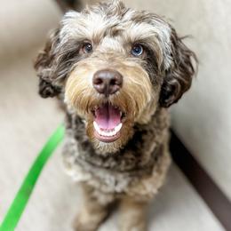 Moose - Aussiedoodle