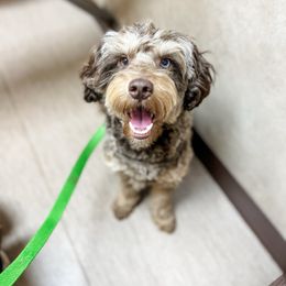 Moose - Aussiedoodle