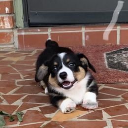 Cardigan Welsh Corgi Puppies from Luxe Cardigan Welsh Corgis