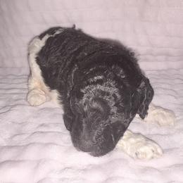 Honey - Parti female Poodle puppy in Meadowbrook, California from Standard Poodle Pups