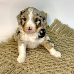 Chase - Blue merle male Assorted Doodle Crosses puppy in Waco, Georgia from Huff Family Doxies & Doodles