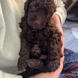 Poodle Puppies from Noelle Poodles