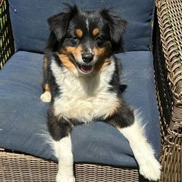 Lucy - Miniature American Shepherd