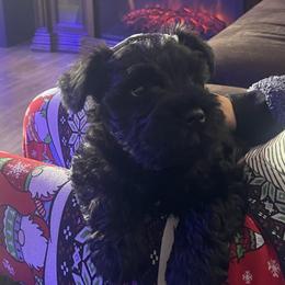 Boy 3 - Miniature Schnauzer puppy in Upland, California from Rising Minis of Upland
