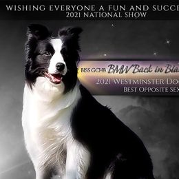 Nala - Border Collie