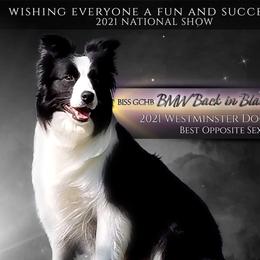 Nala - Border Collie