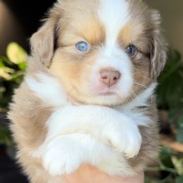 Miniature American Shepherd and Miniature Australian Shepherd Puppies from Whiskeytown Aussies