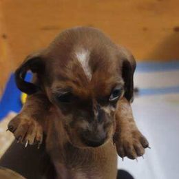 Dachshund Puppies from Three Ween Crew
