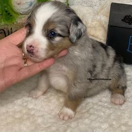 Miniature Australian Shepherd and Toy Australian Shepherd Puppies from Small World Aussies