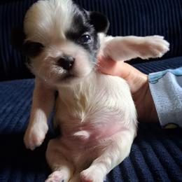 Oreo - Black and white male Shih Tzu puppy in Memphis, Tennessee from Lady and the Tramp