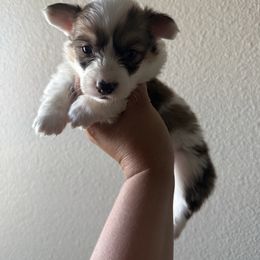 BANNER- fluffy sable mismark male - Sable male Pembroke Welsh Corgi puppy in Red Bluff, California from Wilder Ranch Corgis