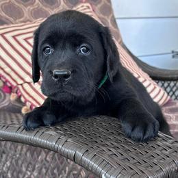 Ava - Black female Labrador Retriever puppy in Maynardville, Tennessee from Three Bears Labradors