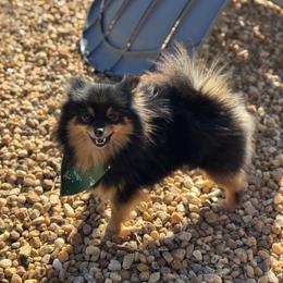 Sequoyah - Pomeranian