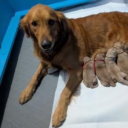 Puppy 5 - Golden male Golden Retriever puppy in Peyton, Colorado from Splish Splash Goldens LLC