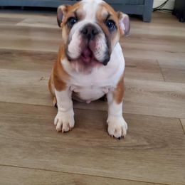 Bulldog Puppies from Magic City Kennel