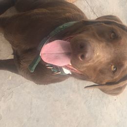 Labrador Retrievers from Lisa’s Country Kennels