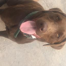 Labrador Retrievers from Lisa’s Country Kennels