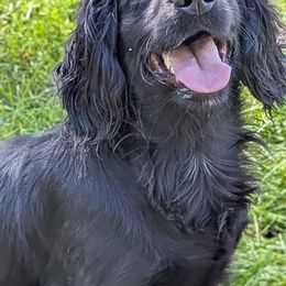 Ken - English Cocker Spaniel