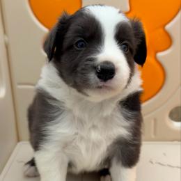 Sunny - Atypical merle male Border Collie puppy in Hartsville, South Carolina from Wiggles 4 Life