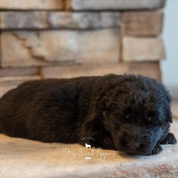 Aurora - Black female German Shepherd puppy in Pomona, Missouri from Dry Creek Puppies, LLC