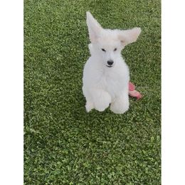Boy 1 - Cream male Poodle puppy in Decatur, Michigan from Lake Effect Poodles, Leesa’s Jewlz