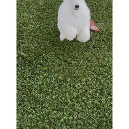 Boy 1 - Cream male Poodle puppy in Decatur, Michigan from Lake Effect Poodles, Leesa’s Jewlz