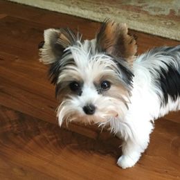 Yorkshire Terriers from Little Munchkin Yorkies