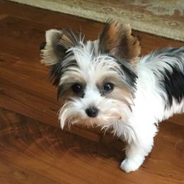 Yorkshire Terriers from Little Munchkin Yorkies