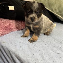 Girl 1 - Blue speckled female Australian Cattle Dog puppy in Concrete, Washington from Back Country Australian Cattle dogs