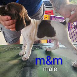 German Shorthaired Pointer Puppies from Wood Farmstead