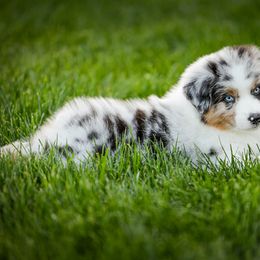 Australian Shepherd Puppies from Stone Ridge Australian Shepherds