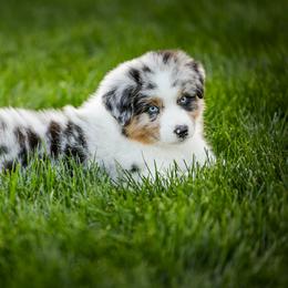 Australian Shepherd Puppies from Stone Ridge Australian Shepherds