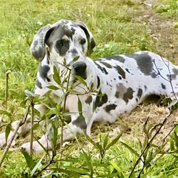 Great Dane Puppies from Florida Danes